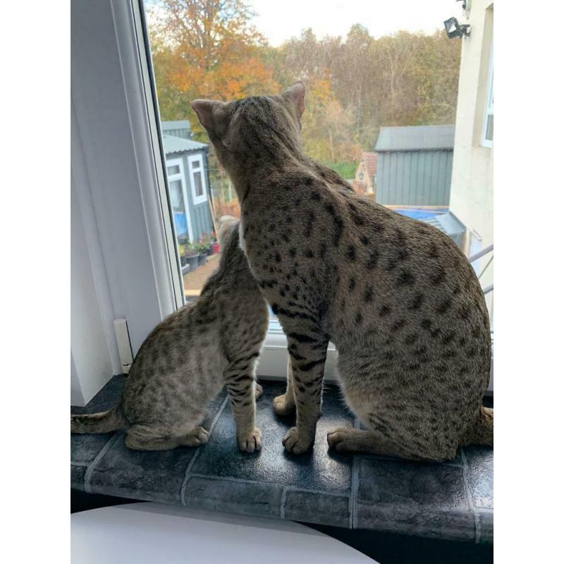 Spotted Male for sale Glasgow