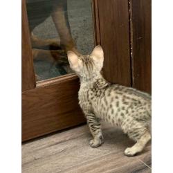 Spotted Male for sale Glasgow