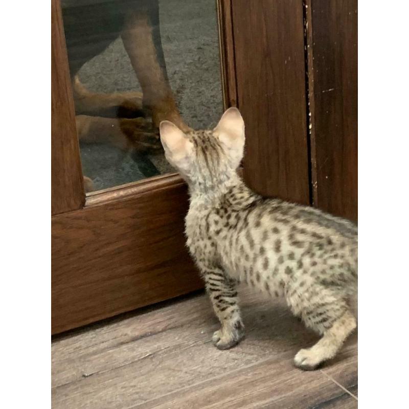 Spotted Male for sale Glasgow