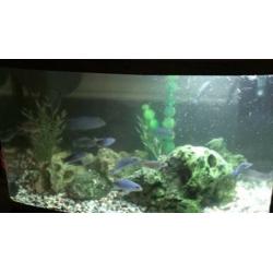 Cheap fish tank for sale