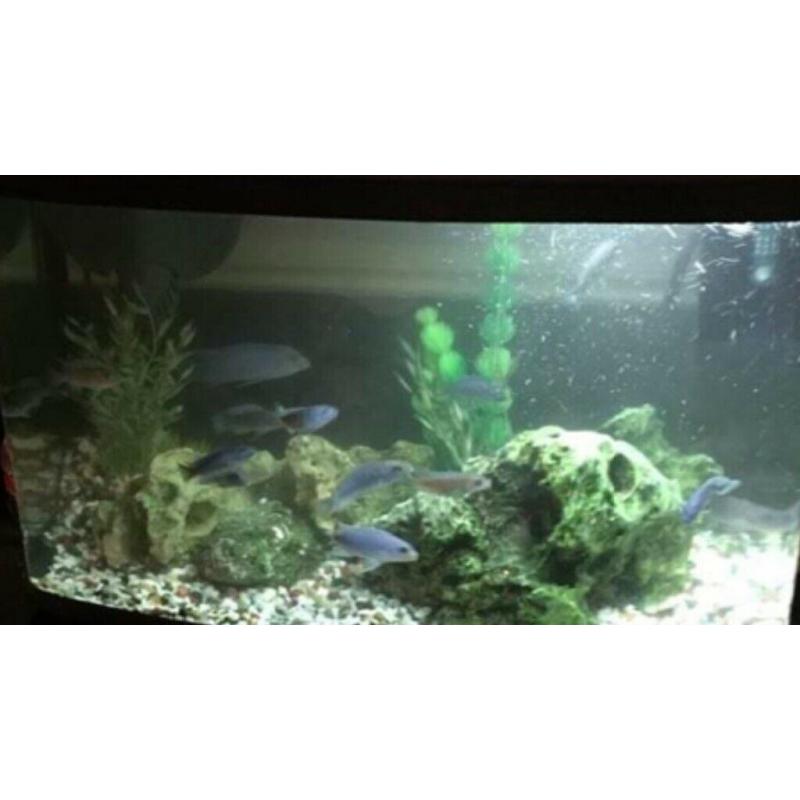 Cheap fish tank for sale