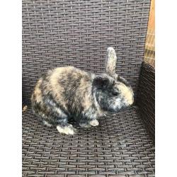 Male rabbits both 8months old