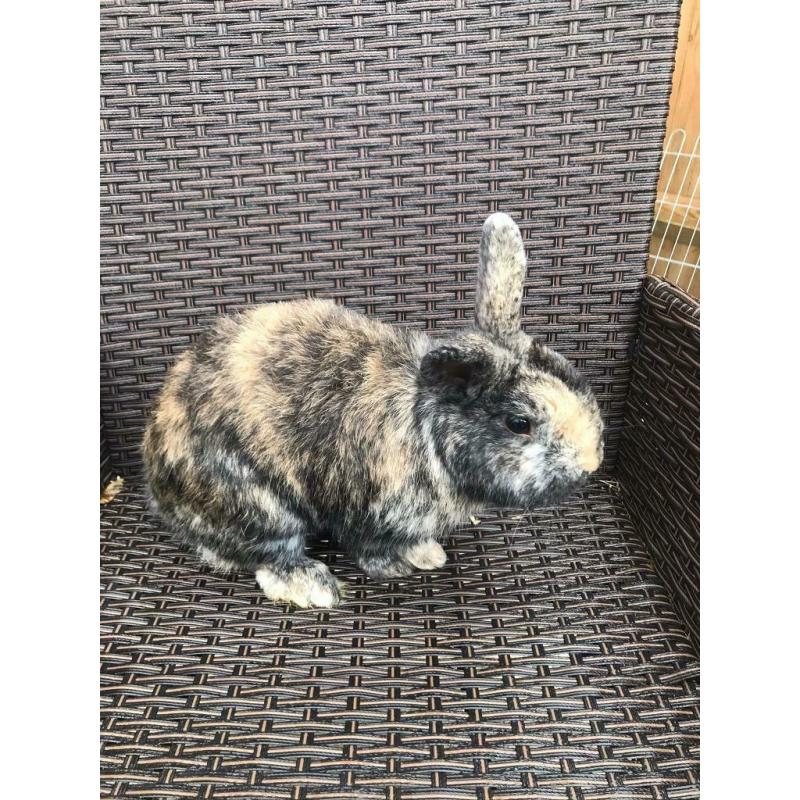 Male rabbits both 8months old