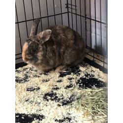Male rabbits both 8months old