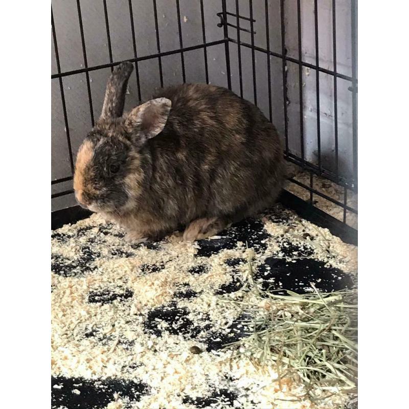 Male rabbits both 8months old