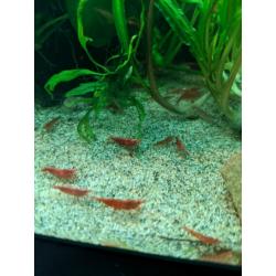 Cherry Shrimp