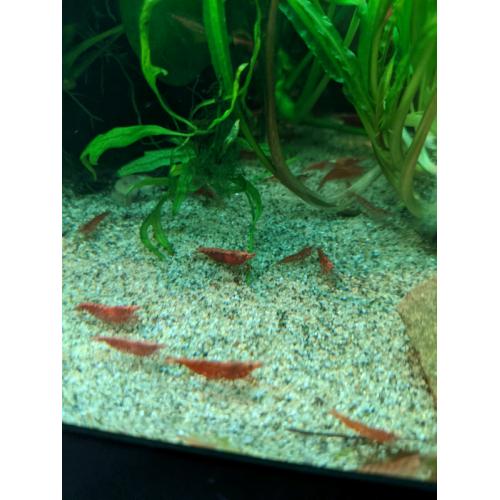 Cherry Shrimp
