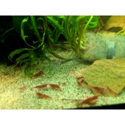 Cherry Shrimp