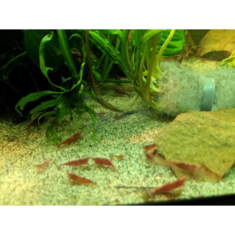 Cherry Shrimp