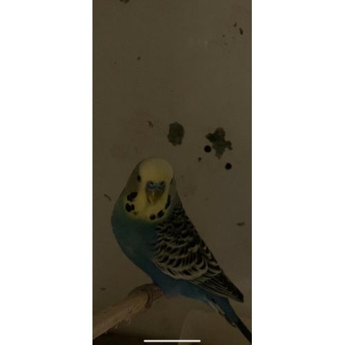 2 year old Cock budgie