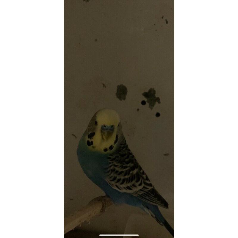 2 year old Cock budgie