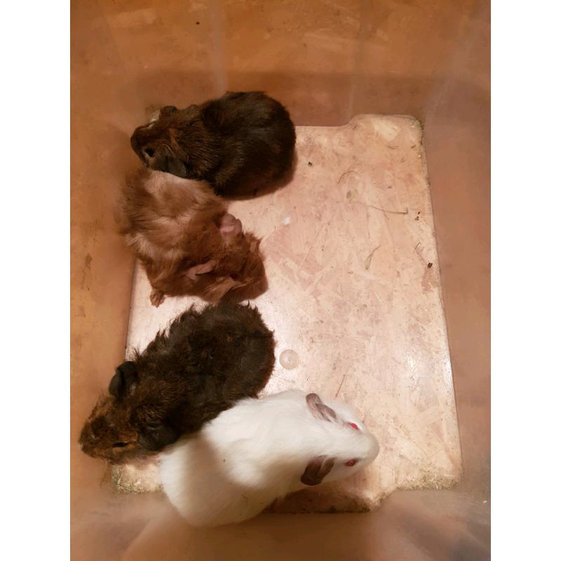 Guinea pigs males for sale