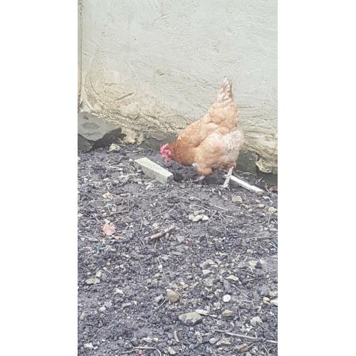 CHICKENS free range