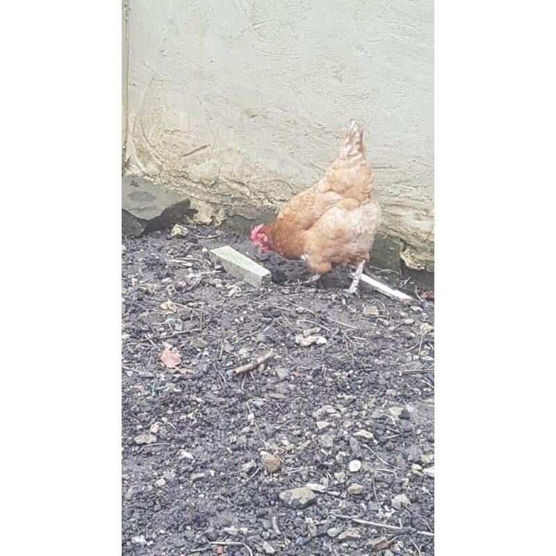 CHICKENS free range