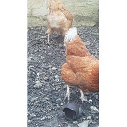 CHICKENS free range