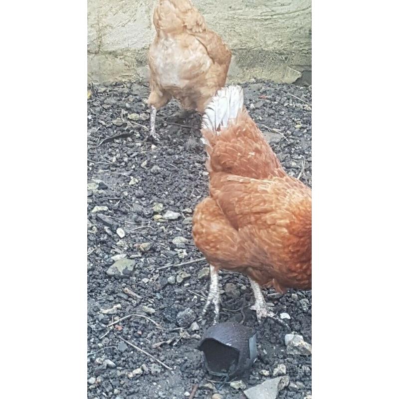 CHICKENS free range