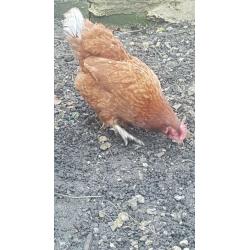 CHICKENS free range