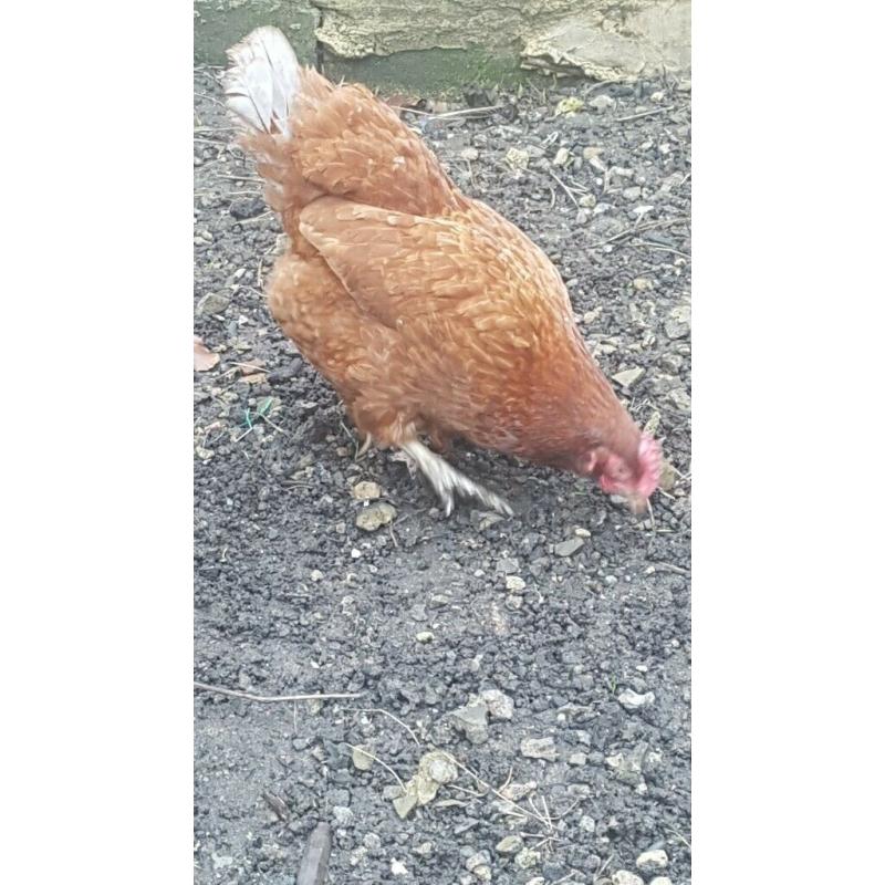 CHICKENS free range