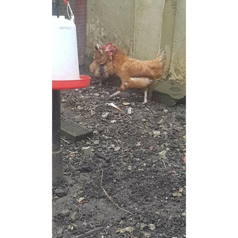 CHICKENS free range