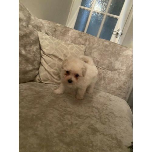 1 x male poochon puppy ready in 2 weeks