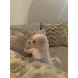 1 x male poochon puppy ready in 2 weeks