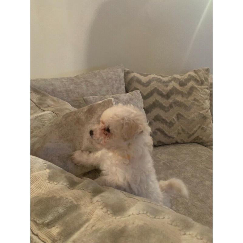 1 x male poochon puppy ready in 2 weeks