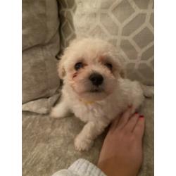 1 x male poochon puppy ready in 2 weeks
