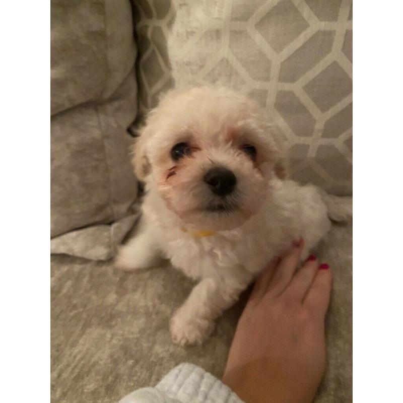 1 x male poochon puppy ready in 2 weeks