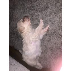 1 x male poochon puppy ready in 2 weeks