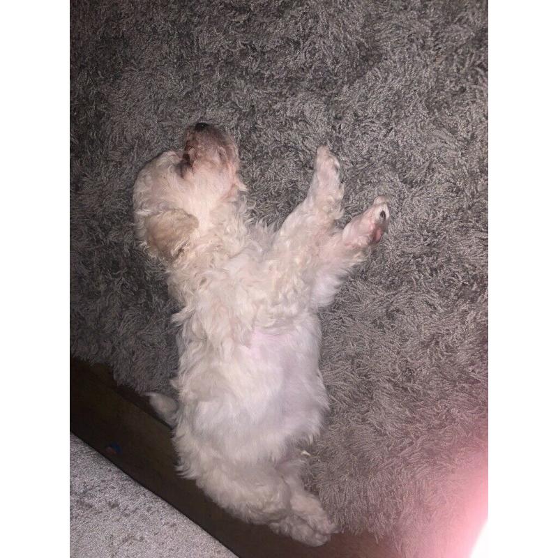 1 x male poochon puppy ready in 2 weeks