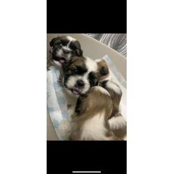 6 Full Bred Beautiful Boy Shih Tzu