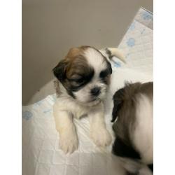 6 Full Bred Beautiful Boy Shih Tzu