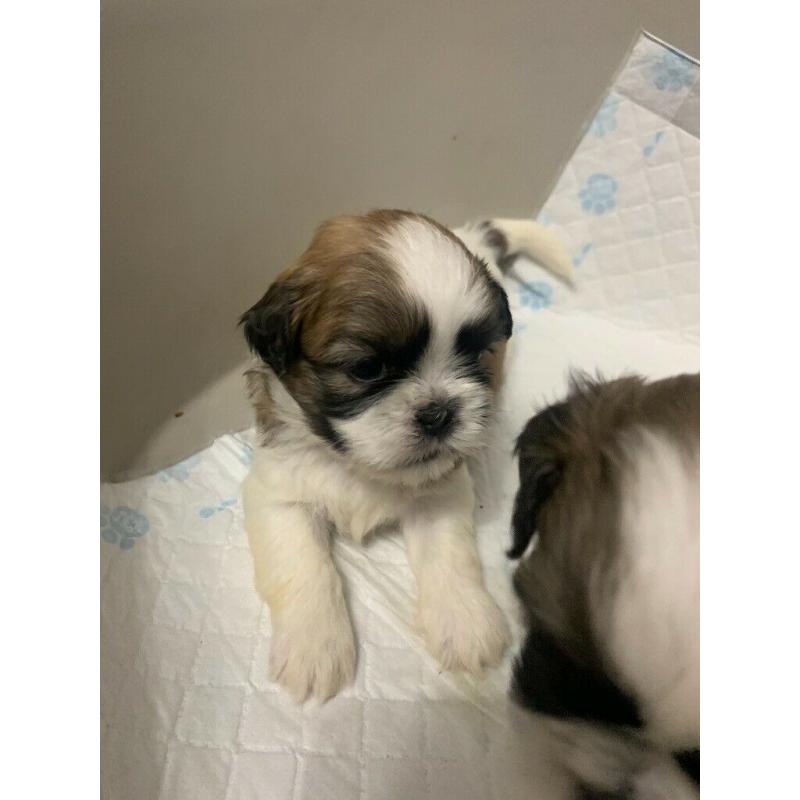6 Full Bred Beautiful Boy Shih Tzu