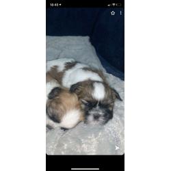 6 Full Bred Beautiful Boy Shih Tzu