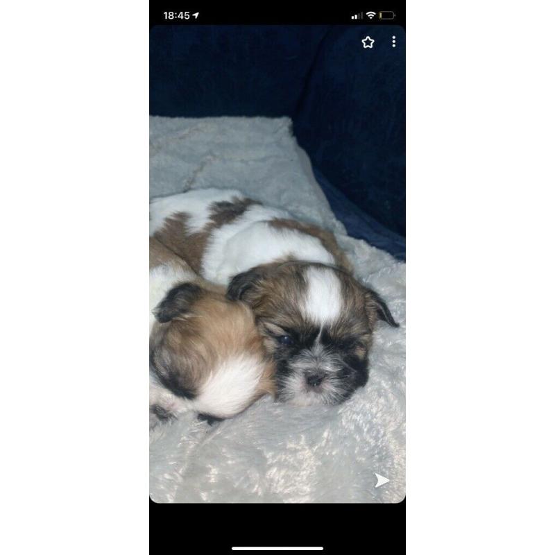 6 Full Bred Beautiful Boy Shih Tzu