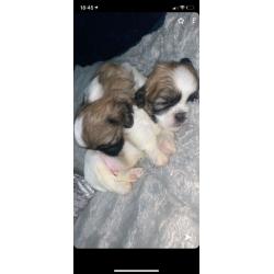 6 Full Bred Beautiful Boy Shih Tzu