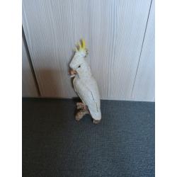 Lovely cockatoo porcelain 12 inches height . Vgc