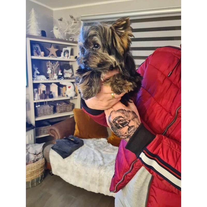 Yorkshire terrier Boy