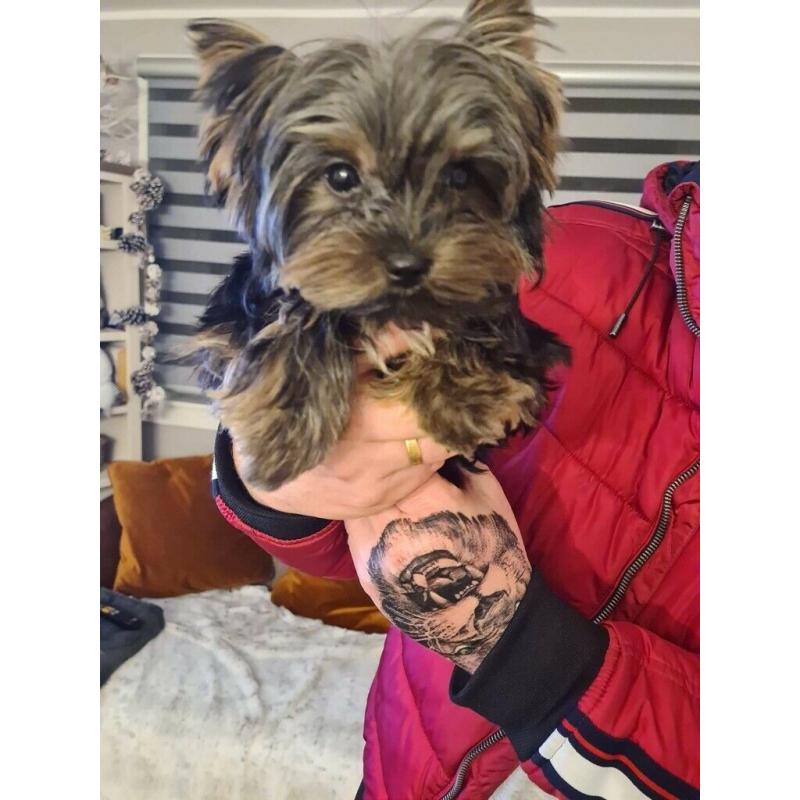 Yorkshire terrier Boy
