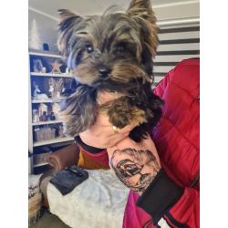 Yorkshire terrier Boy