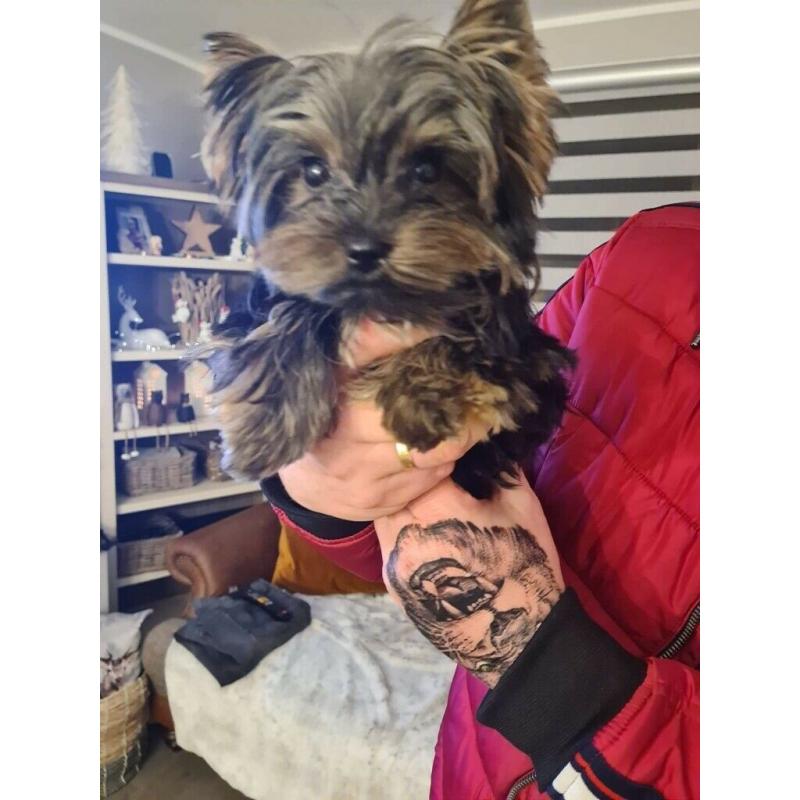 Yorkshire terrier Boy