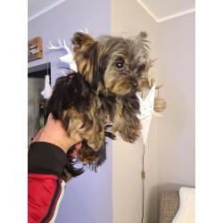 Yorkshire terrier Boy