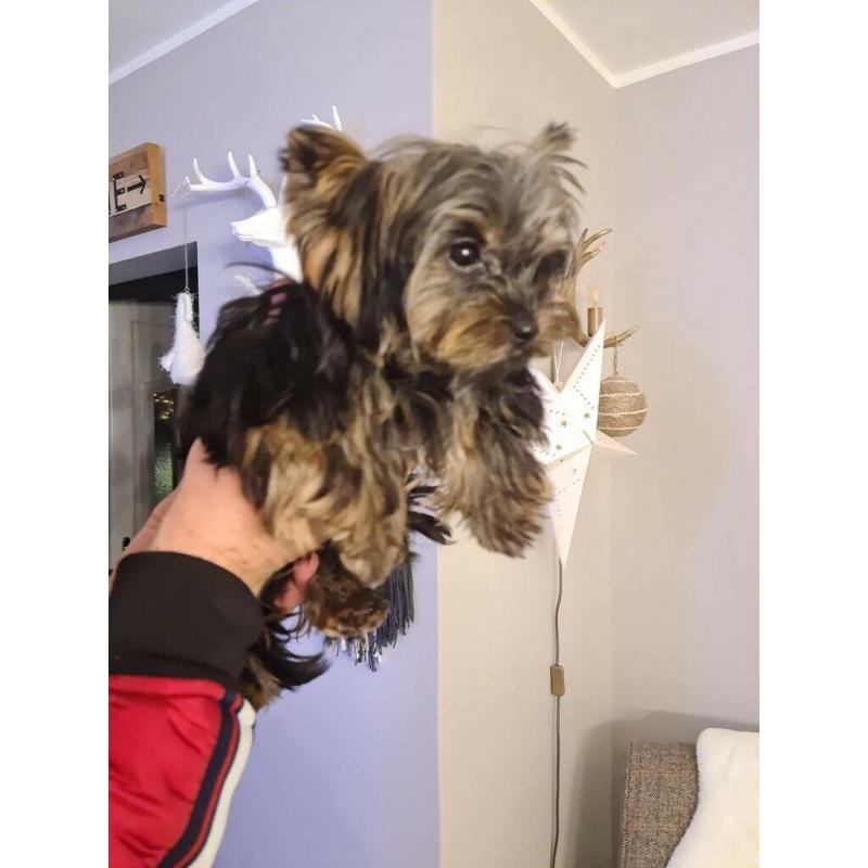 Yorkshire terrier Boy
